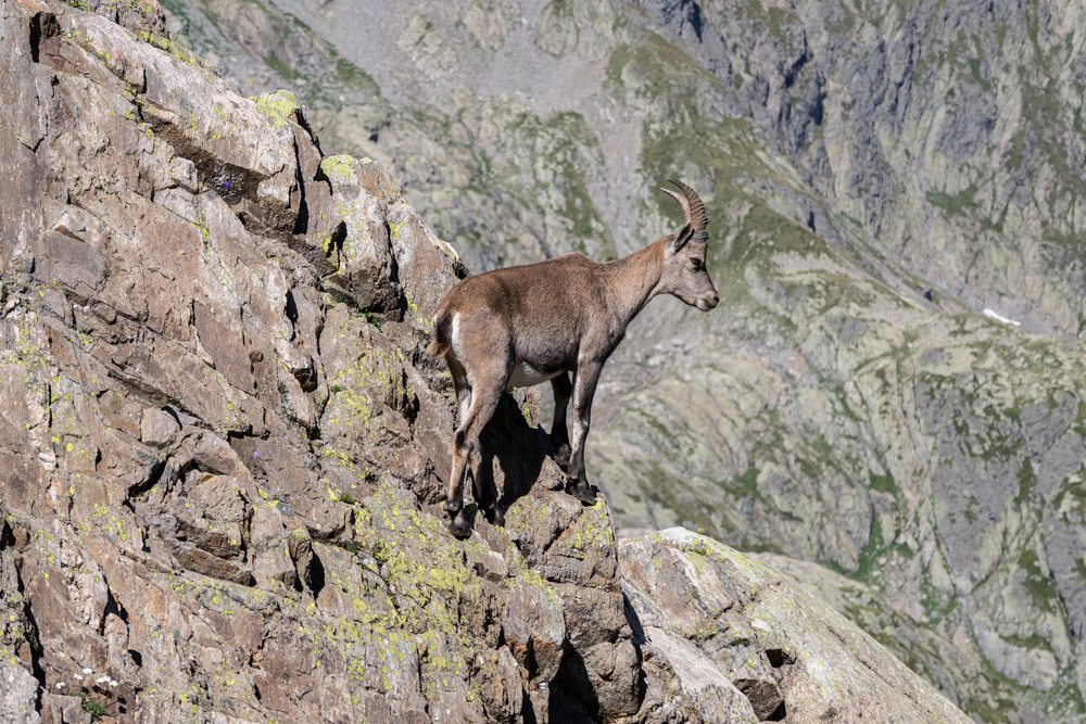 An ibex standing in profile on a steep rocky mountainside.