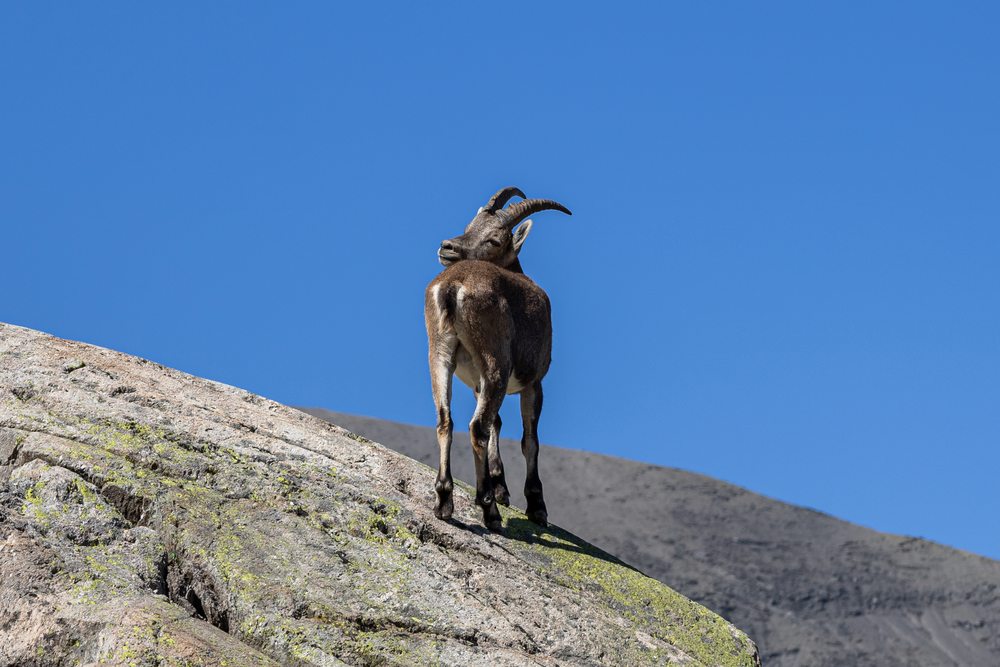 An ibex stands on sloping rock, its back and profile silhouetted against a blue sky.