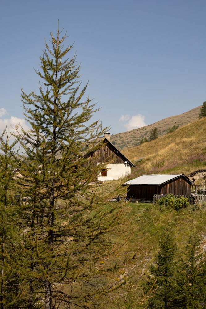 A larch tree in front of wooden chalets on a grassy mountainside.