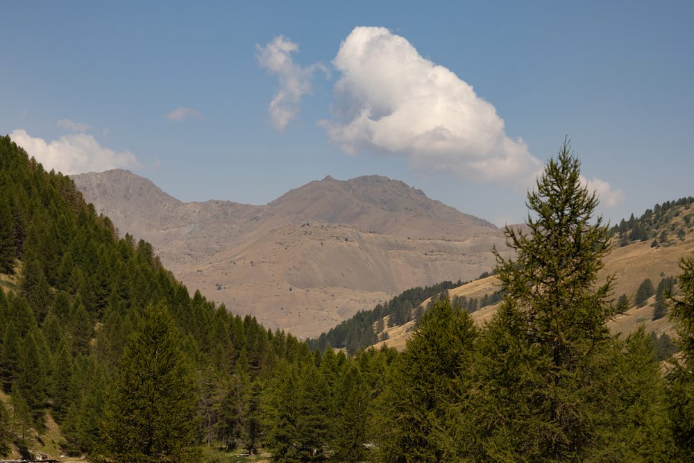 Conifers fill a mountain valley below an open brown summit and a white cloud.