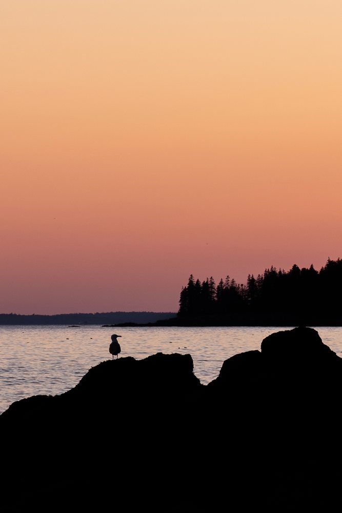 A bird silhouetted on coastal rocks beneath a pink and orange sky.