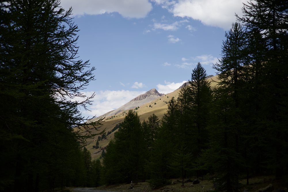 Dark conifers frame a sunlit grassy mountain slope and a pale rocky ridge.