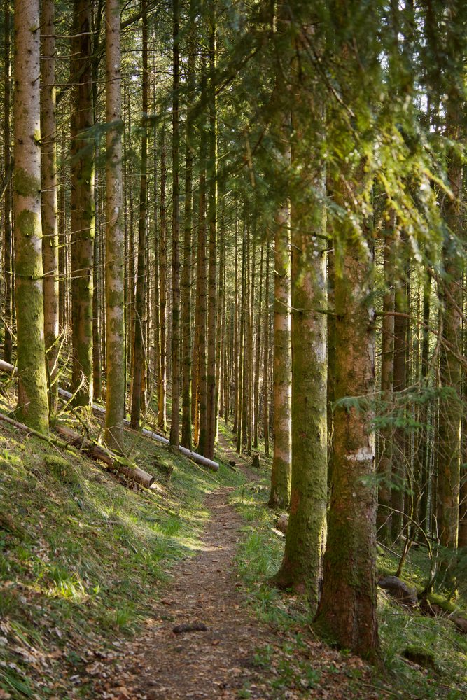 A narrow path winding between tall conifer trunks in warm sunlight.